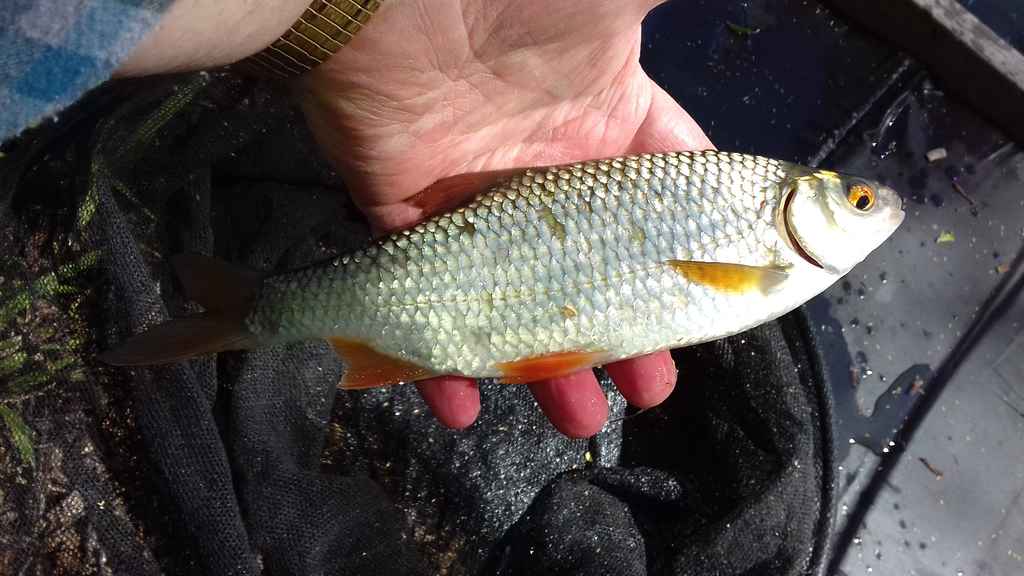 Tithe Barn Fishing Tithe Barn Middle Lake - Catch Reports - PDAS Forum