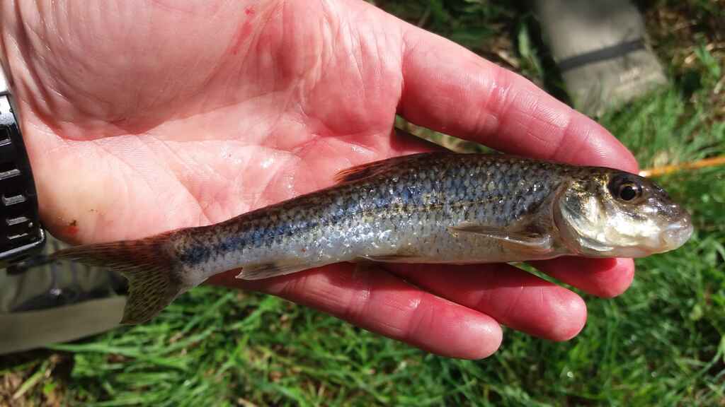 Tithe Barn Fishing Friday 3rd July The Wally & Tithe barn. - Catch Reports - PDAS Forum