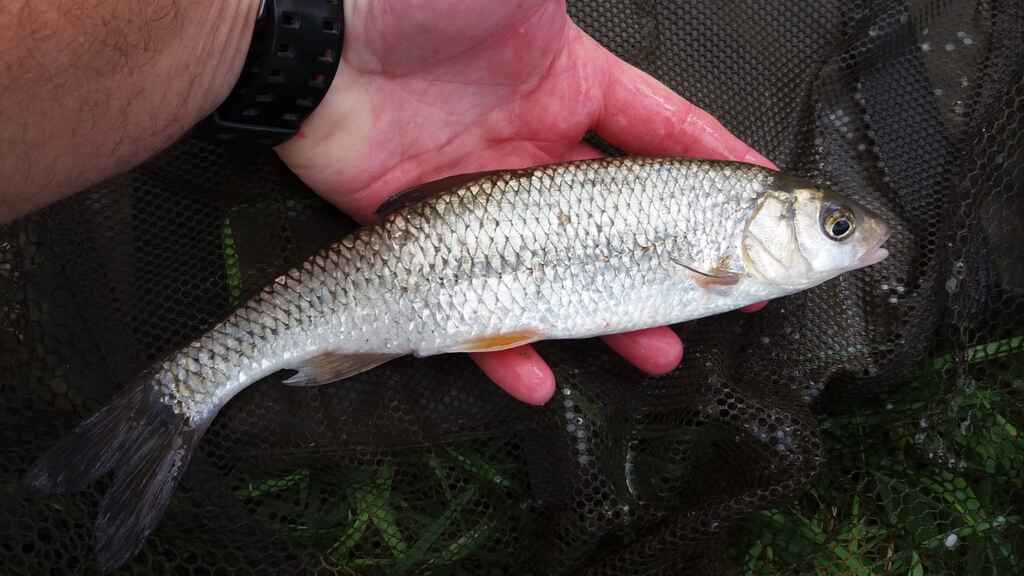 Tithe Barn Fishing Friday 3rd July The Wally & Tithe barn. - Catch Reports - PDAS Forum