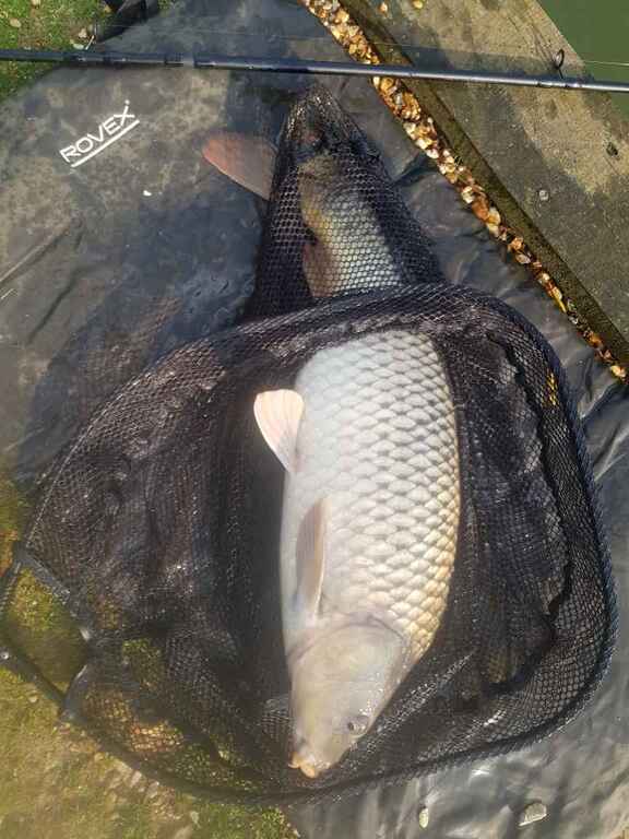 Baffins fishing well apart from the turtle. - Catch Reports - PDAS Forum