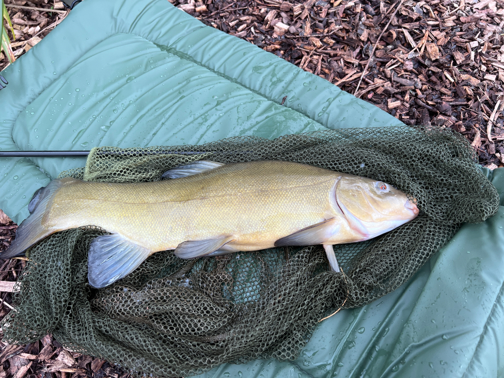Tithe Barn Fishing Tithe Barn middle Lake - Catch Reports - PDAS Forum