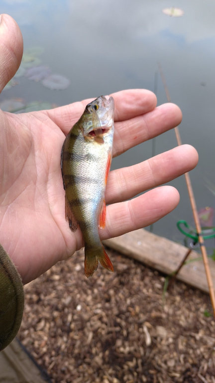 Tithe Barn Fishing The first fishing trip on the e.t.t. Tithe middle 21/05/24 - Catch ...