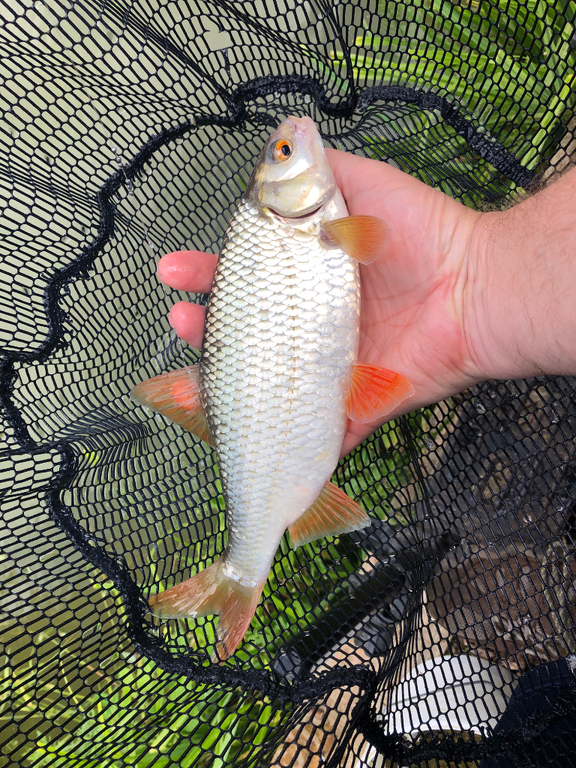 Tithe Barn Fishing Tithe Bottom Lake 31/5/24 - Catch Reports - PDAS Forum