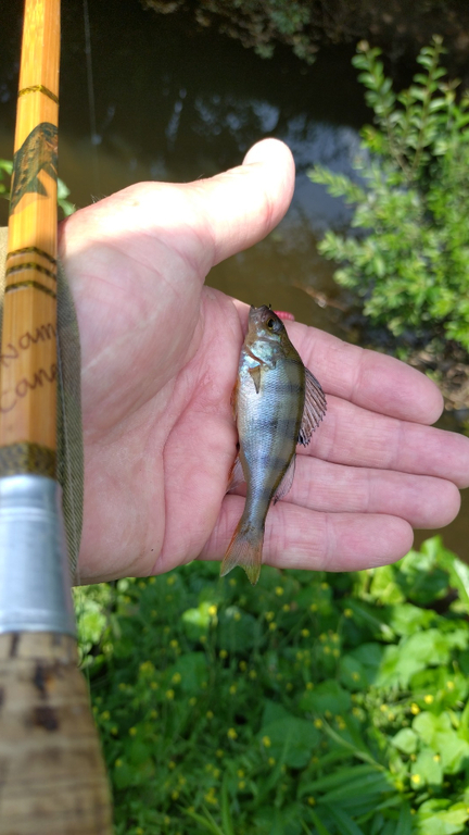 Dunce Fish Rainbow Carps and other fishies at Bridge st 24/07/24 - Catch Reports ...