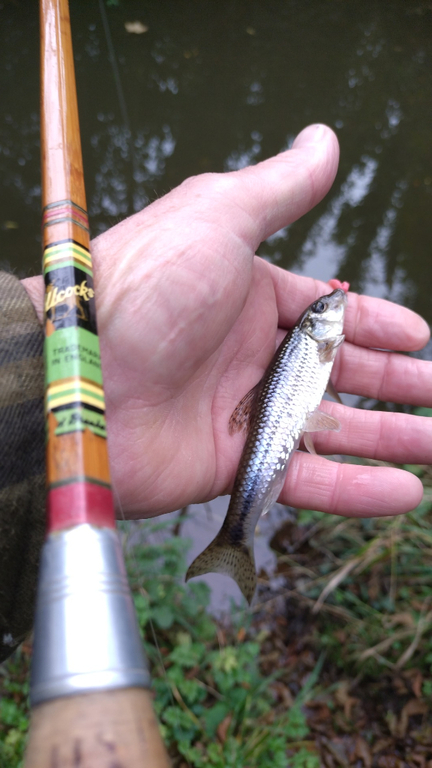 A quest for Elliot's Dace - Catch Reports - PDAS Forum