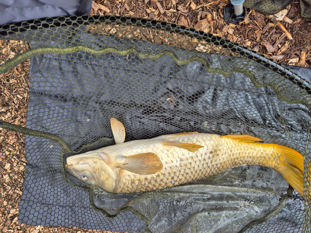 Tithe Barn Fishing Enjoyable day at Tithe. - Catch Reports - PDAS Forum