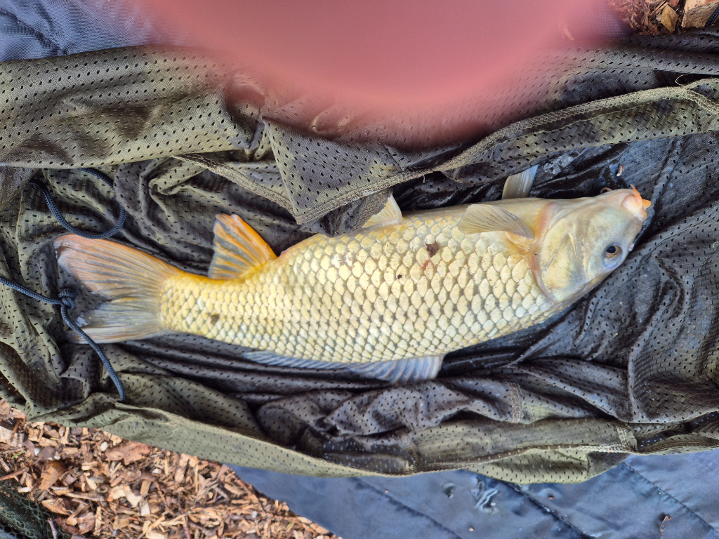 Tithe Barn Fishing Enjoyable day at Tithe. - Catch Reports - PDAS Forum