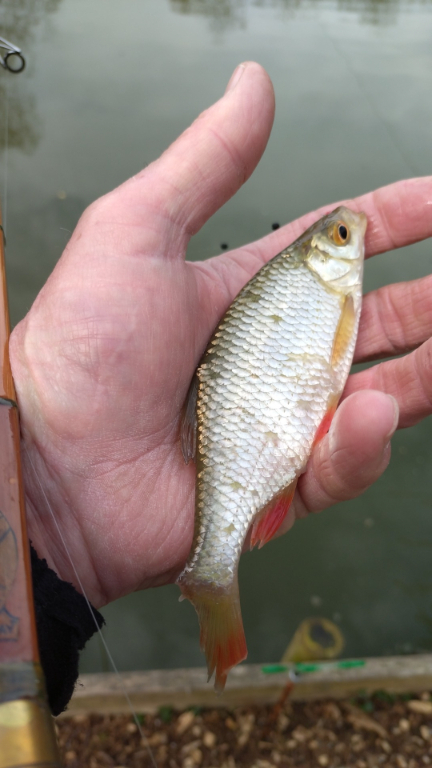 Tithe Barn Fishing Just stop chatting and start fishing Robbie - Tithe bottom 25/03/25 ...