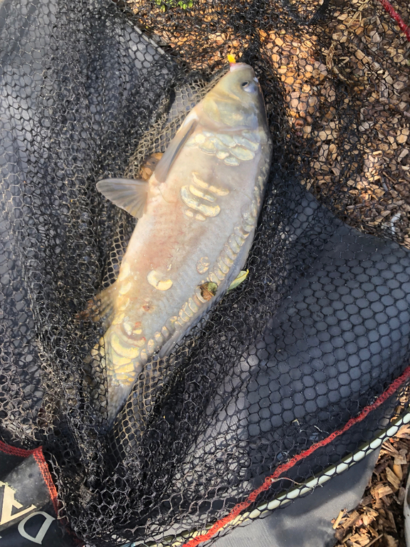 Tithe Barn Fishing Good Day at Tithe Barn - Catch Reports - PDAS Forum