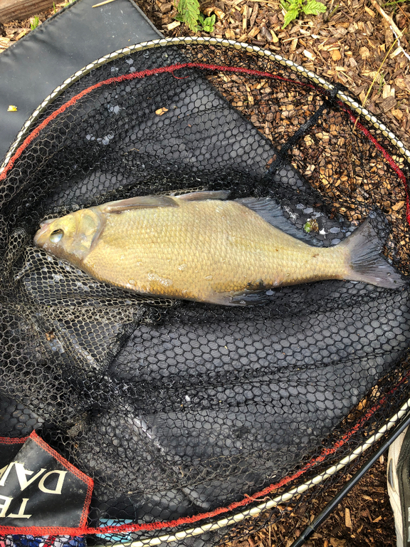 Tithe Barn Fishing Good Day at Tithe Barn - Catch Reports - PDAS Forum