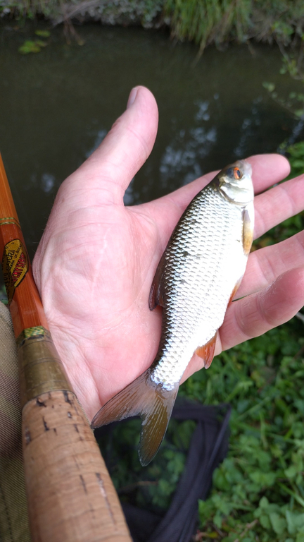 The tenth Gudgeon Jim Jolly 20/09/25 - Catch Reports - PDAS Forum