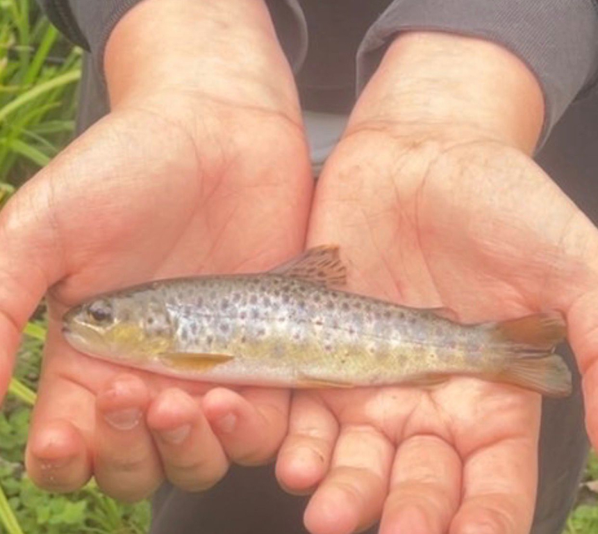 New bloods and the future of our rivers - Cheesemans to Sheepdip 11/10 ...